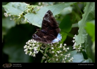 _MG_7532-White-Edged-Blue-Baron.jpg