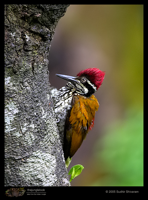 CRW_2170-Greater-Flameback.jpg