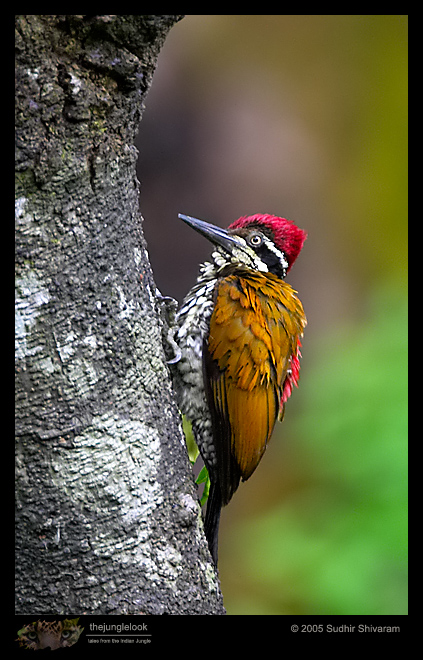 CRW_2171-Greater-Flameback.jpg