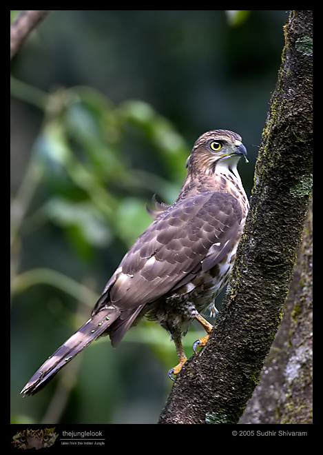 CRW_2172-Crested-Goshawk.jpg