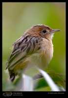 CRW_2232-Bright-Headed-Cisticola.jpg