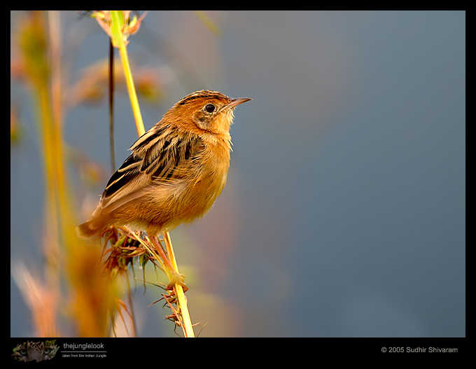 CRW_2244-Bright-Headed-Cisticola.jpg