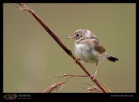 CRW_2271-Bright-Headed_cisticola.jpg