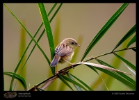 CRW_2279-Bright-Headed-Cisticola.jpg