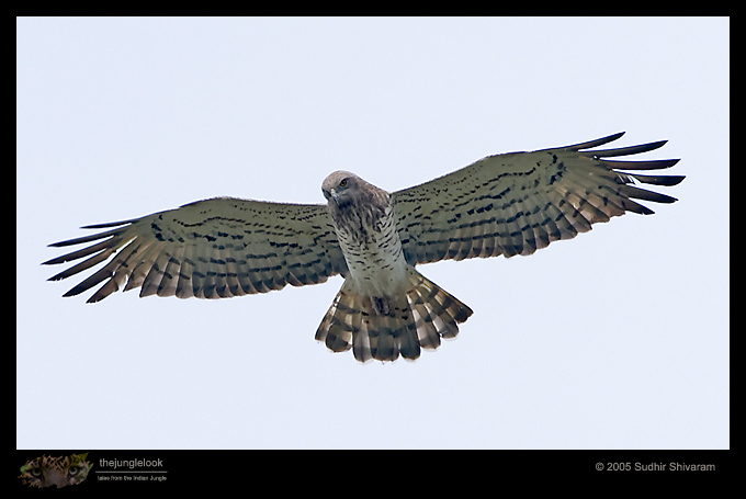 CRW_2550-Short-Toed-Snake-Eagle.jpg