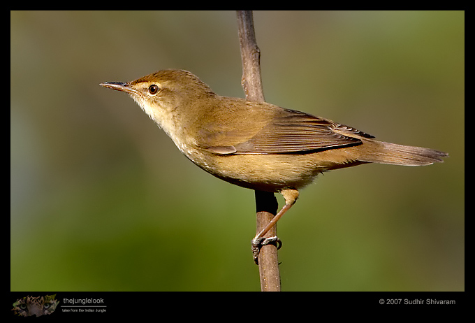 _MG_8935-Clamorous-Reed-Warbler.jpg