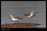 _MG_8950-Woodsandpiper-Stint.jpg