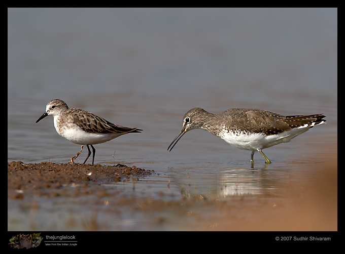 _MG_8985-GreenSandpiper-Stint.jpg