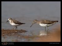 _MG_8985-GreenSandpiper-Stint.jpg