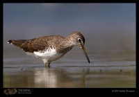 _MG_9029-Green-Sandpiper.jpg