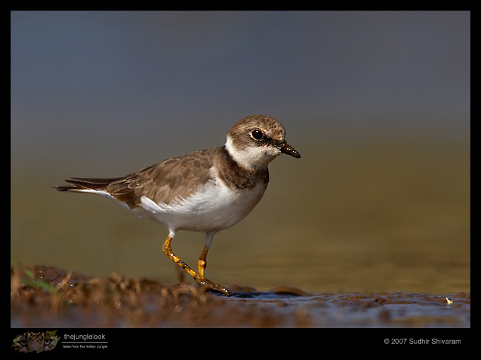 _MG_9033-Little-Ringed-Plover.jpg