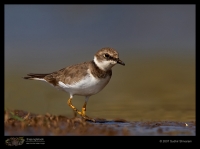 _MG_9033-Little-Ringed-Plover.jpg