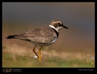 _MG_9044-Little-Ringed-Plover.jpg