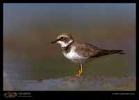 _MG_9046-Little-Ringed-Plover.jpg