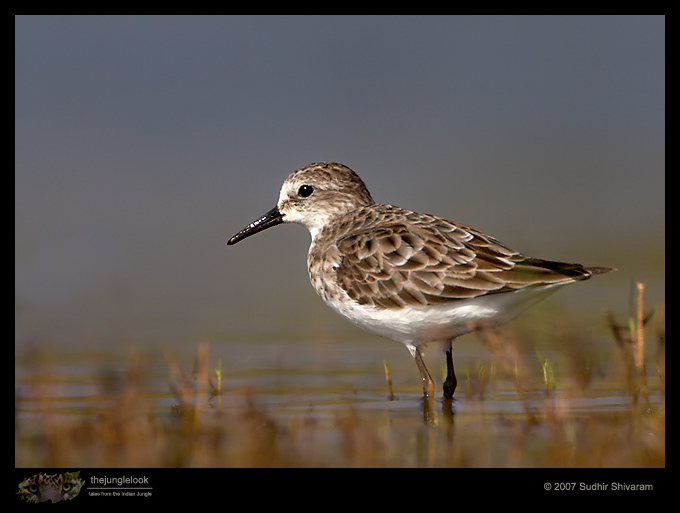 _MG_9050-Little-Stint.jpg