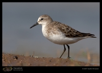 _MG_9059-Little-Stint.jpg