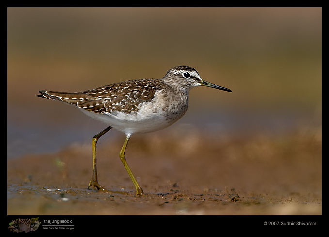 _MG_9070-Wood-Sandpiper.jpg