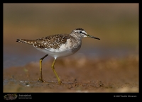 _MG_9070-Wood-Sandpiper.jpg