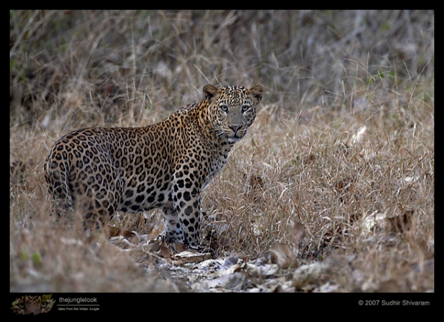 _MG_9873-Leopard.jpg