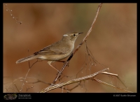 _MG_9461-Sykes_s-Warbler.jpg