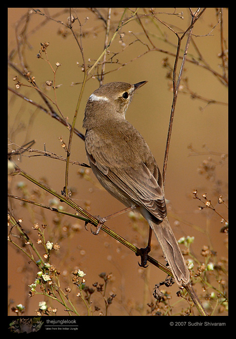 _MG_9466-Sykes_s-Warbler.jpg