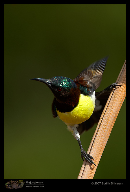 _MG_9480-Purple-Rumped-Sunbird.jpg