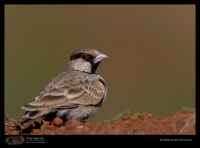 _MG_6773-Ashy-Crowned-Sparrow-Lark.jpg