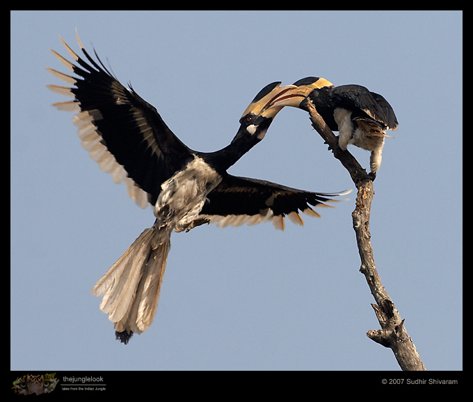 _MG_0315-Malabar-Pied-Hornbill.jpg