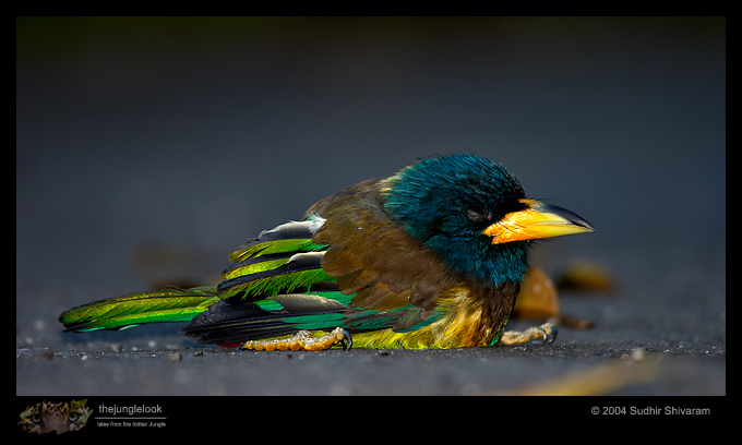 CRW_9853-Great-Barbet.jpg