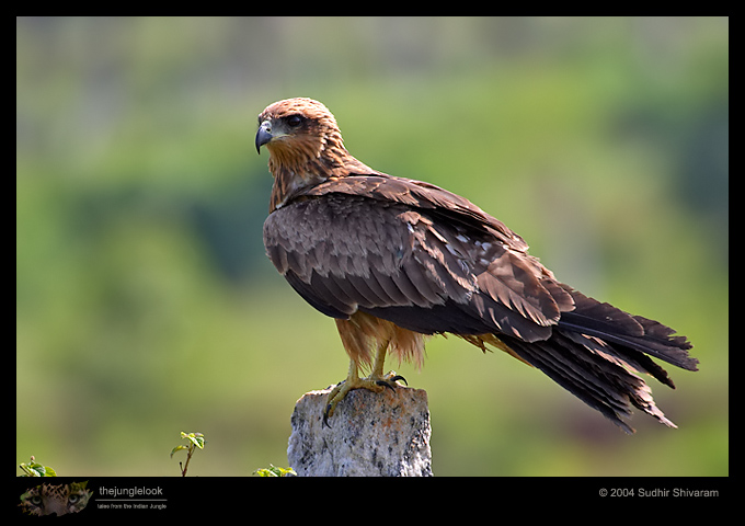 CRW_3496-Black-Kite.jpg