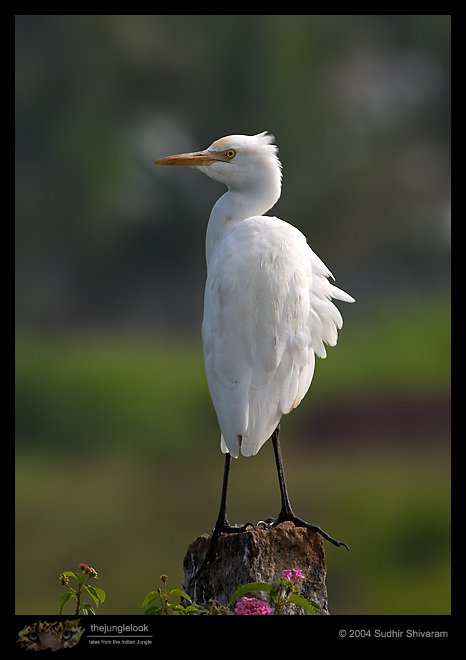 CRW_3941-Cattle-Egret.jpg