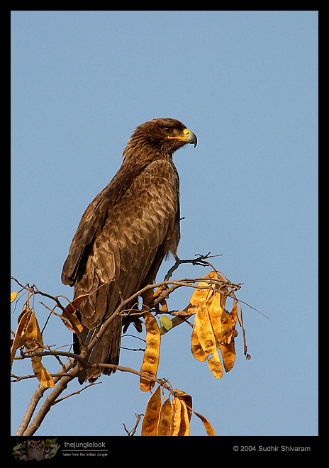 CRW_5407-Tawny-Eagle.jpg