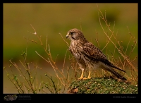 CRW_5709-Common-Kestrel.jpg