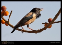 CRW_6130-Rosy-Starling.jpg