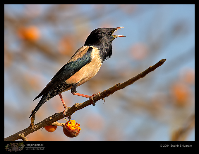 CRW_6149-Rosy-Starling.jpg