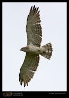 CRW_7211-Short-Toed-Snake-Eagle.jpg