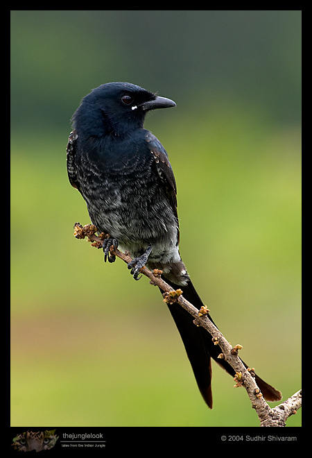 CRW_8412-Black-Drongo.jpg