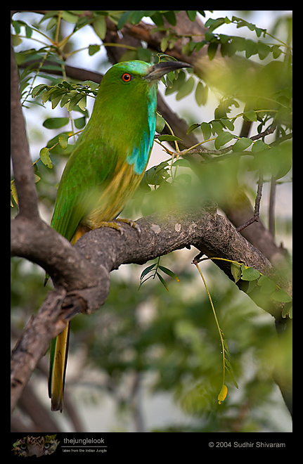 CRW_9001-Blue-Bearded-Bee-Eater.jpg