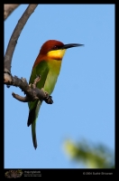 CRW_9014-Chestnut-Headed-Beeeater.jpg