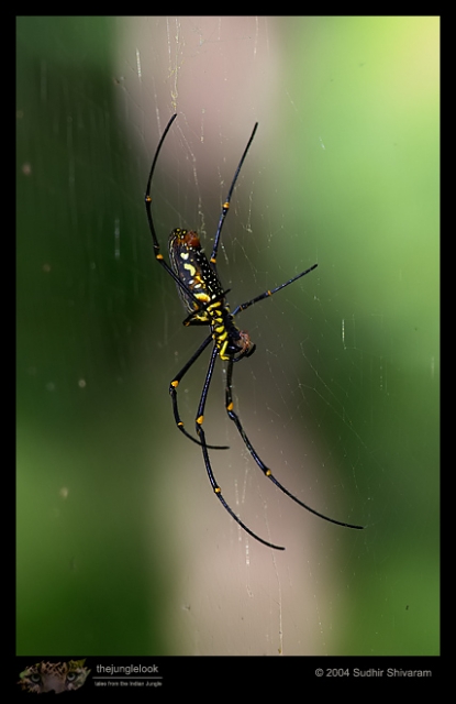 CRW_8697-Giant-Woodspider.jpg