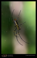 CRW_8697-Giant-Woodspider.jpg