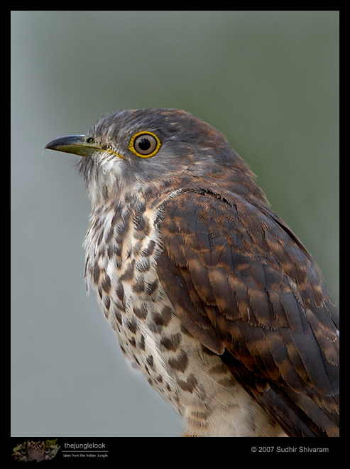 _MG_0379-Common-Hawk-Cuckoo.jpg