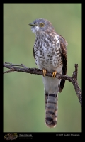 _MG_0447-Common-Hawk-Cuckoo.jpg