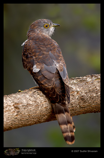 _MG_0494-Common-Hawk-Cuckoo.jpg