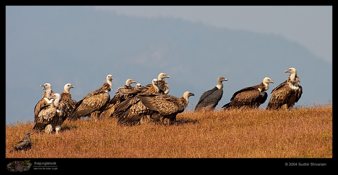 CRW_9292-Vulture-Griffon.jpg