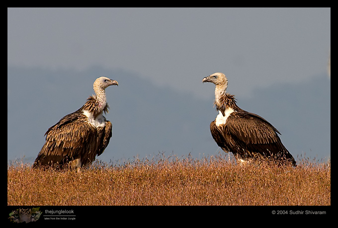 CRW_9293-Himalayan-Griffon.jpg