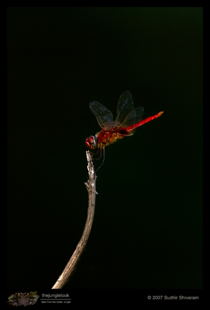 _MG_0806-Dragon-Fly.jpg