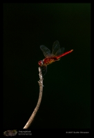 _MG_0806-Dragon-Fly.jpg