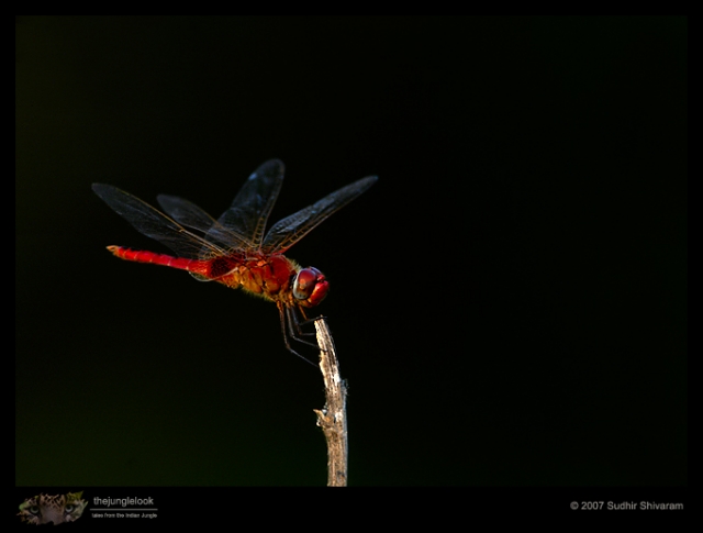 _MG_0858-Dragon-fly.jpg