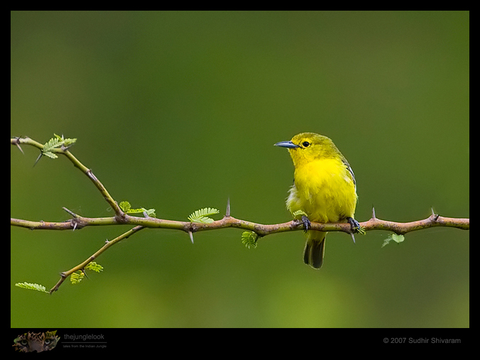 _MG_1573-Common-Iora.jpg